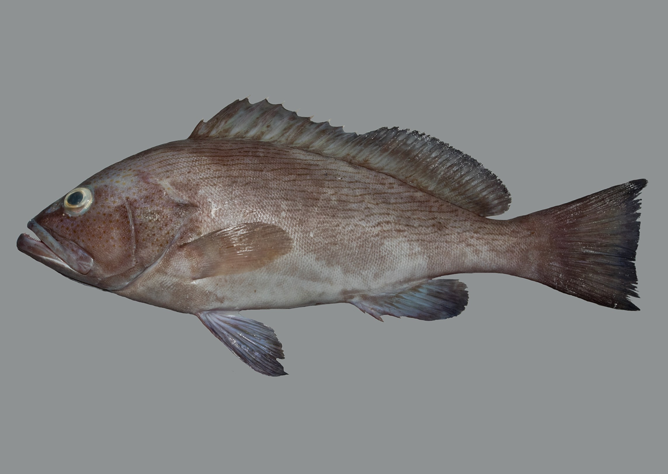 Epinephelus undulosus, 27 cm SL, Socotra Archipelago: Abd Al-Kuri Island; S.V. Bogorodsky & U. Zajonz